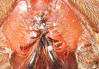 Parasiten?