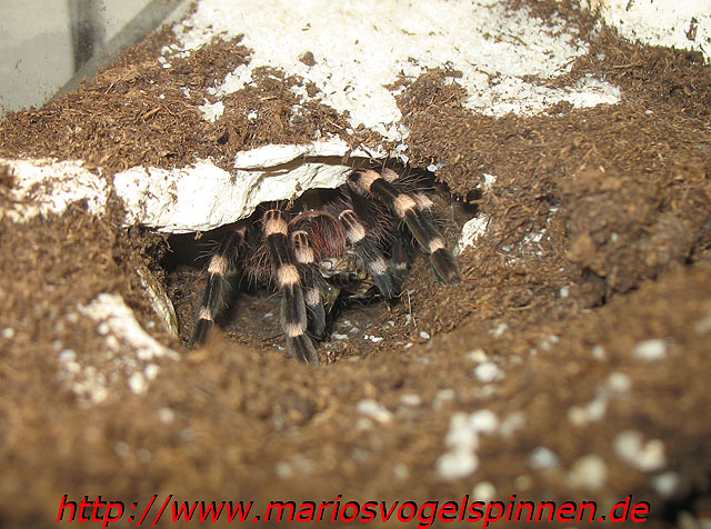 Geniculata1