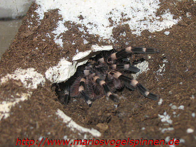 Geniculata2