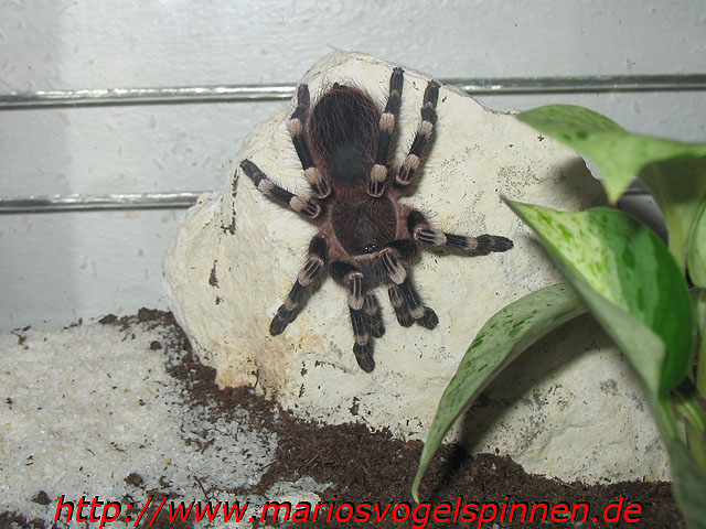 Geniculata3