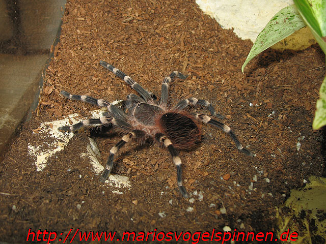 Geniculata4