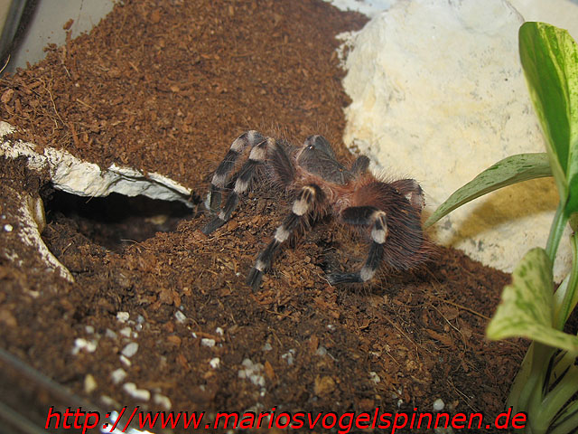 Geniculata5