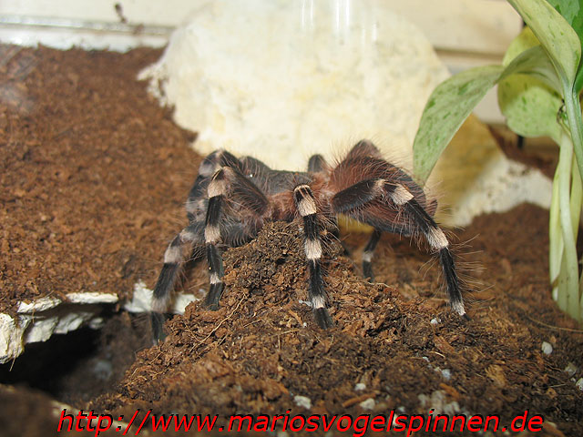 Geniculata6