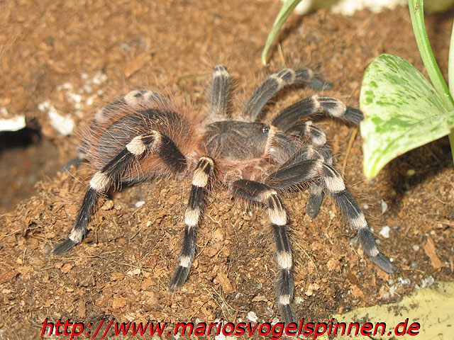 Geniculata7