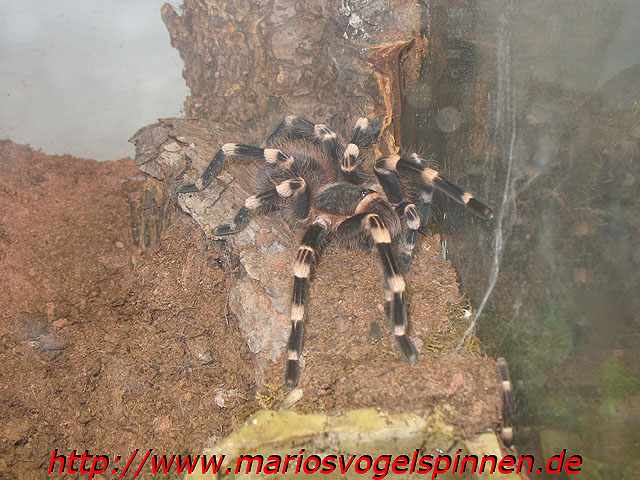 Geniculata8