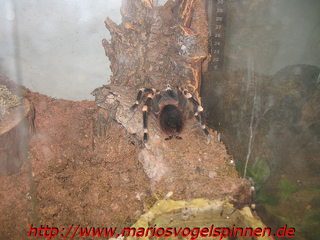 Geniculata9