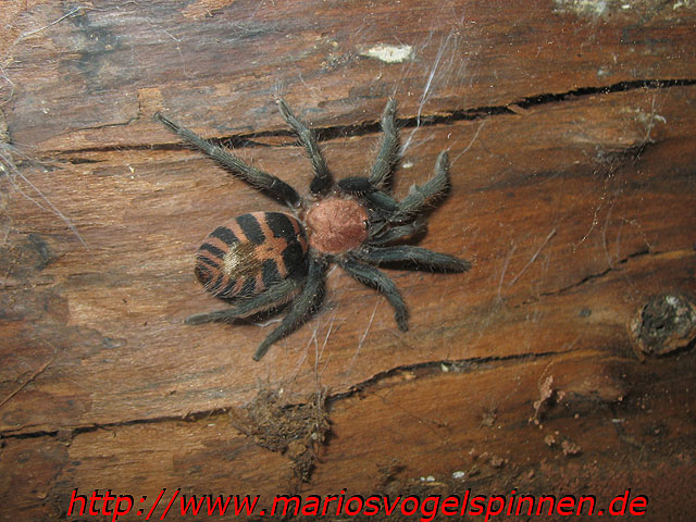 davus5