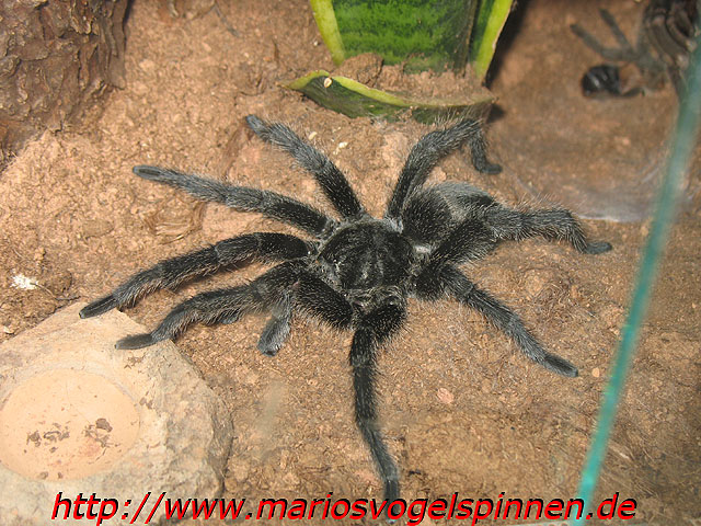 formosa5