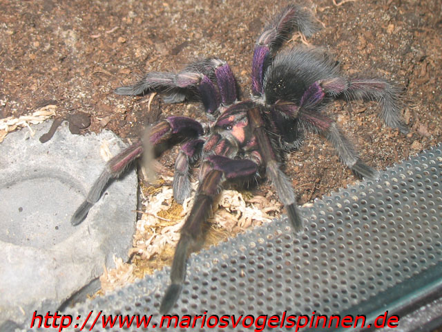 ultramarinus8