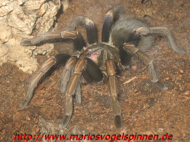 Ultramarinus5