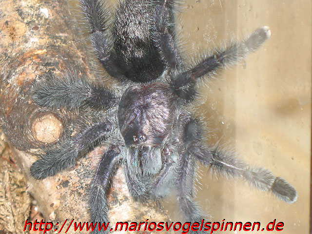 purpurea1