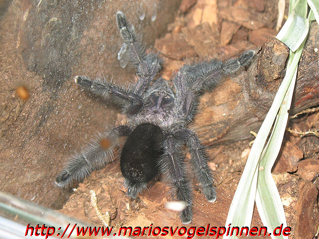 purpurea3