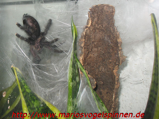 purpurea5