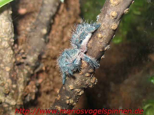 Recifiensis1
