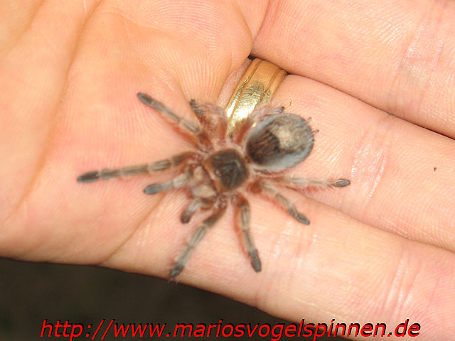 rosea1