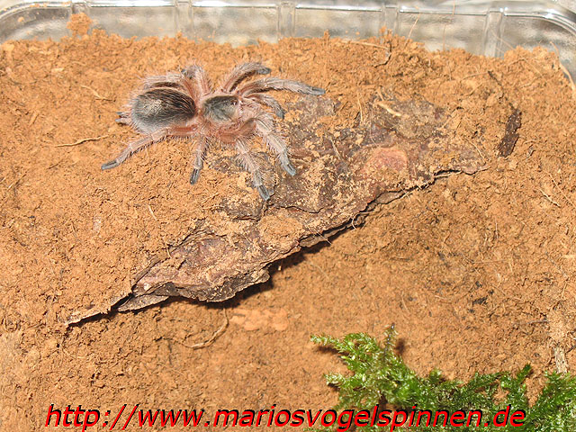 rosea2