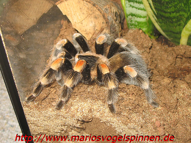 Smithi3