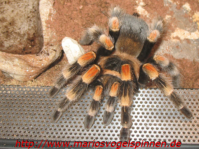 Smithi4