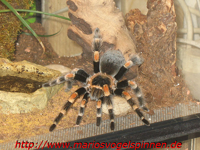 Smithi1