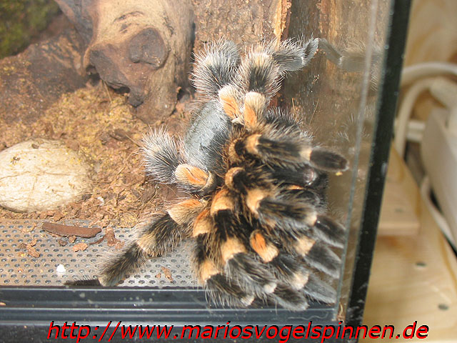 Smithi2