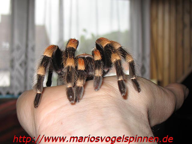 Smithi_auf_Hand