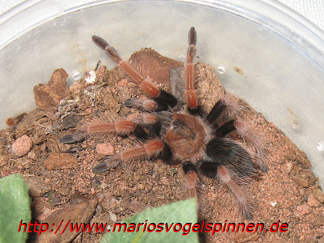 Boehmei