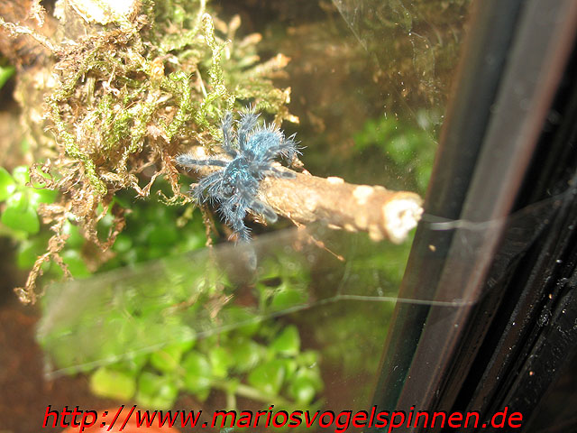 Versicolor1