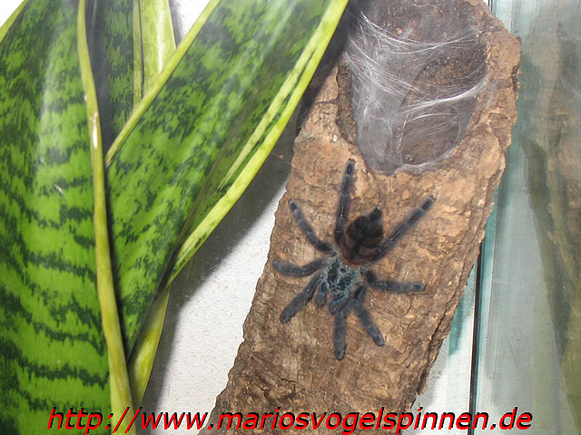Versicolor4