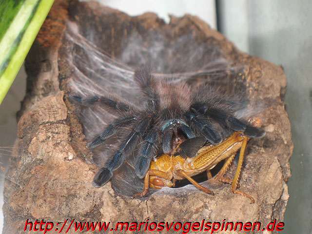 Versicolor5