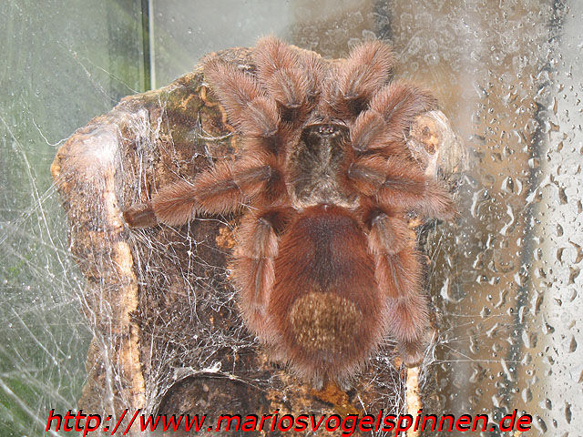 Avicularia Versicolor7