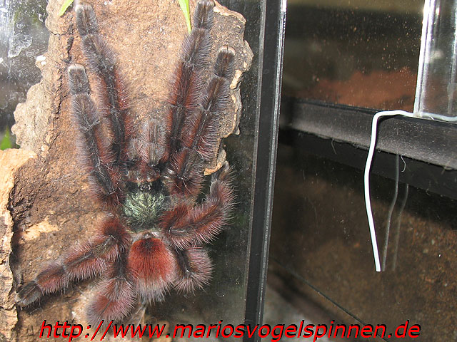 versicolor8