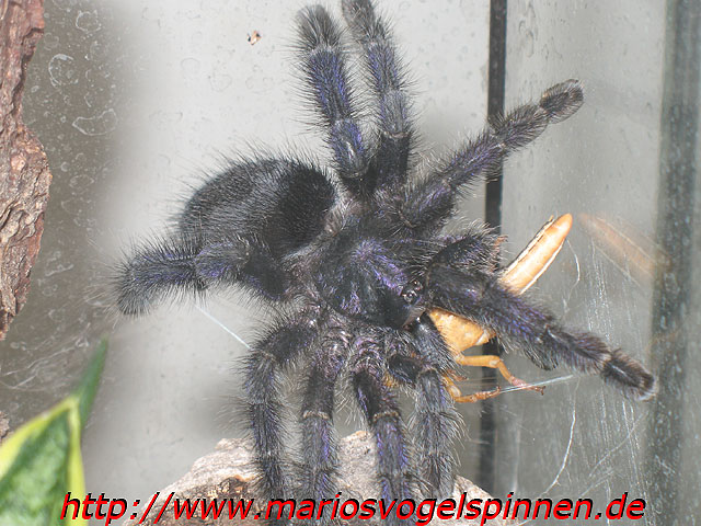 cf_purpurea2