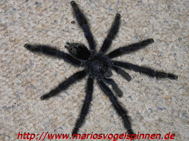 Avicularia_cf_purpurea4