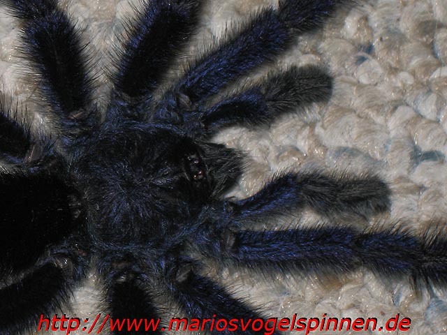 Avicularia_cf_purpurea5