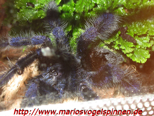 cf_purpurea6
