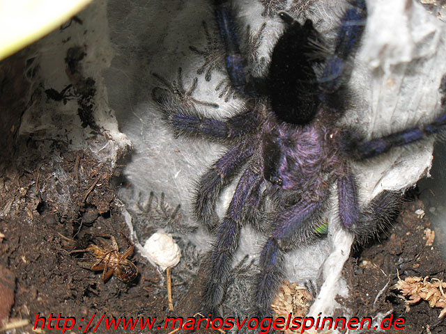 cf_purpurea7