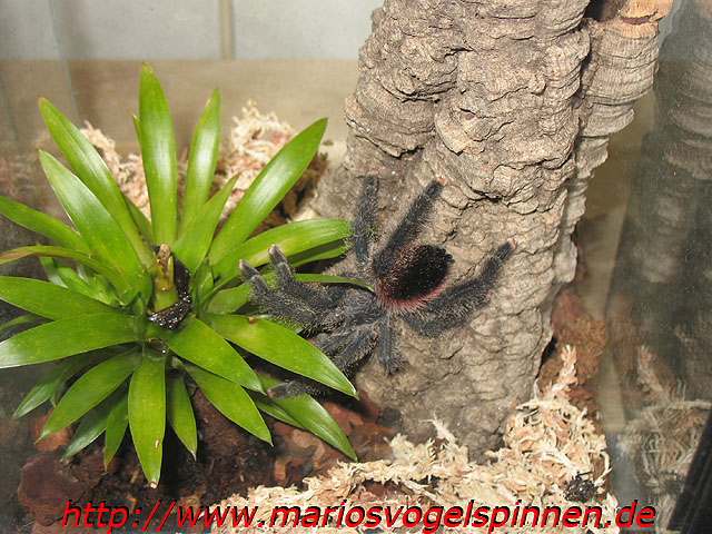 Avicularia spec Peru violett1