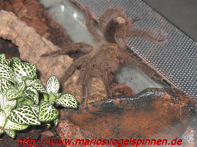 Theraphosa_Blondi_krank2