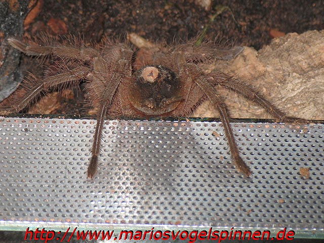 Theraphosa_Blondi_krank3