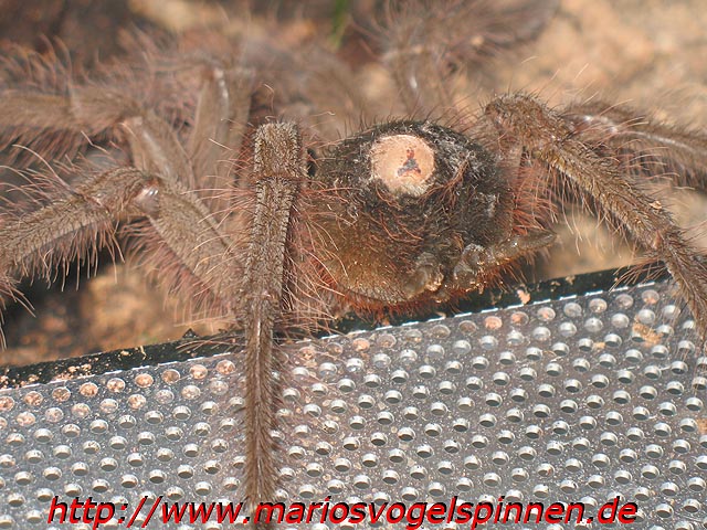 Theraphosa_Blondi_krank4