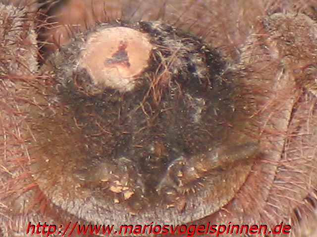 Theraphosa_Blondi_krank5