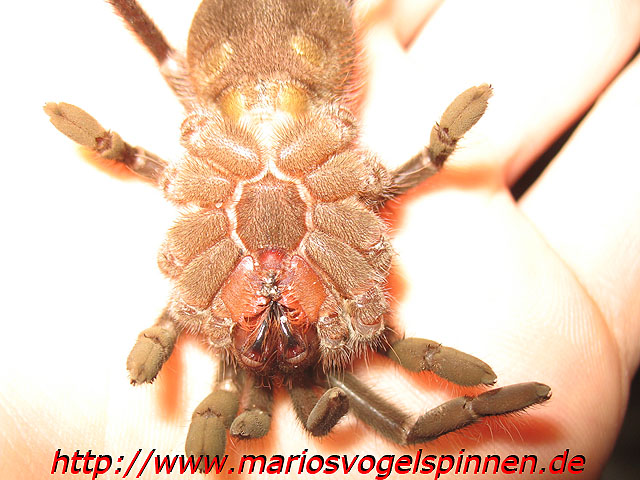 Theraphosa_Blondi_krank1