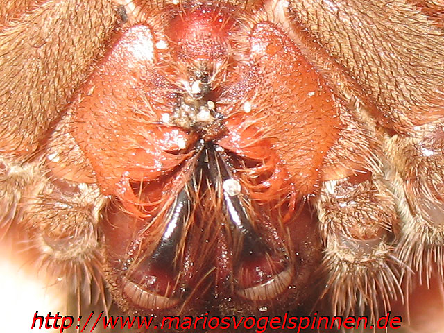 Theraphosa_Blondi_krank2