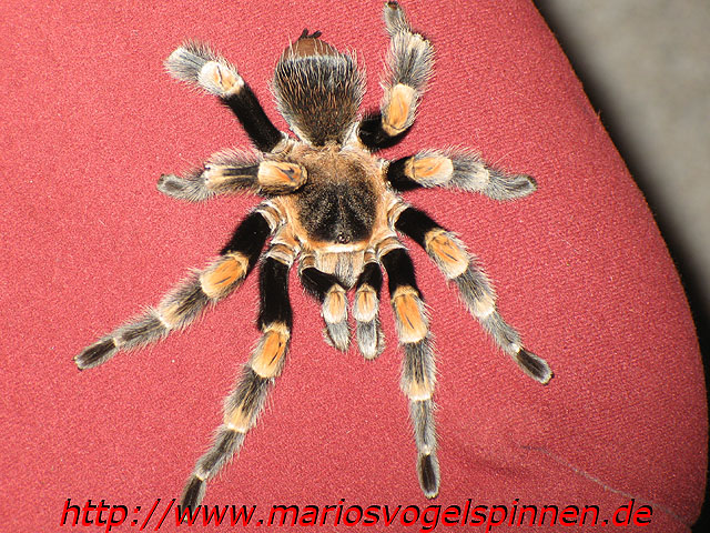 Theraphosa_Blondi_krank1